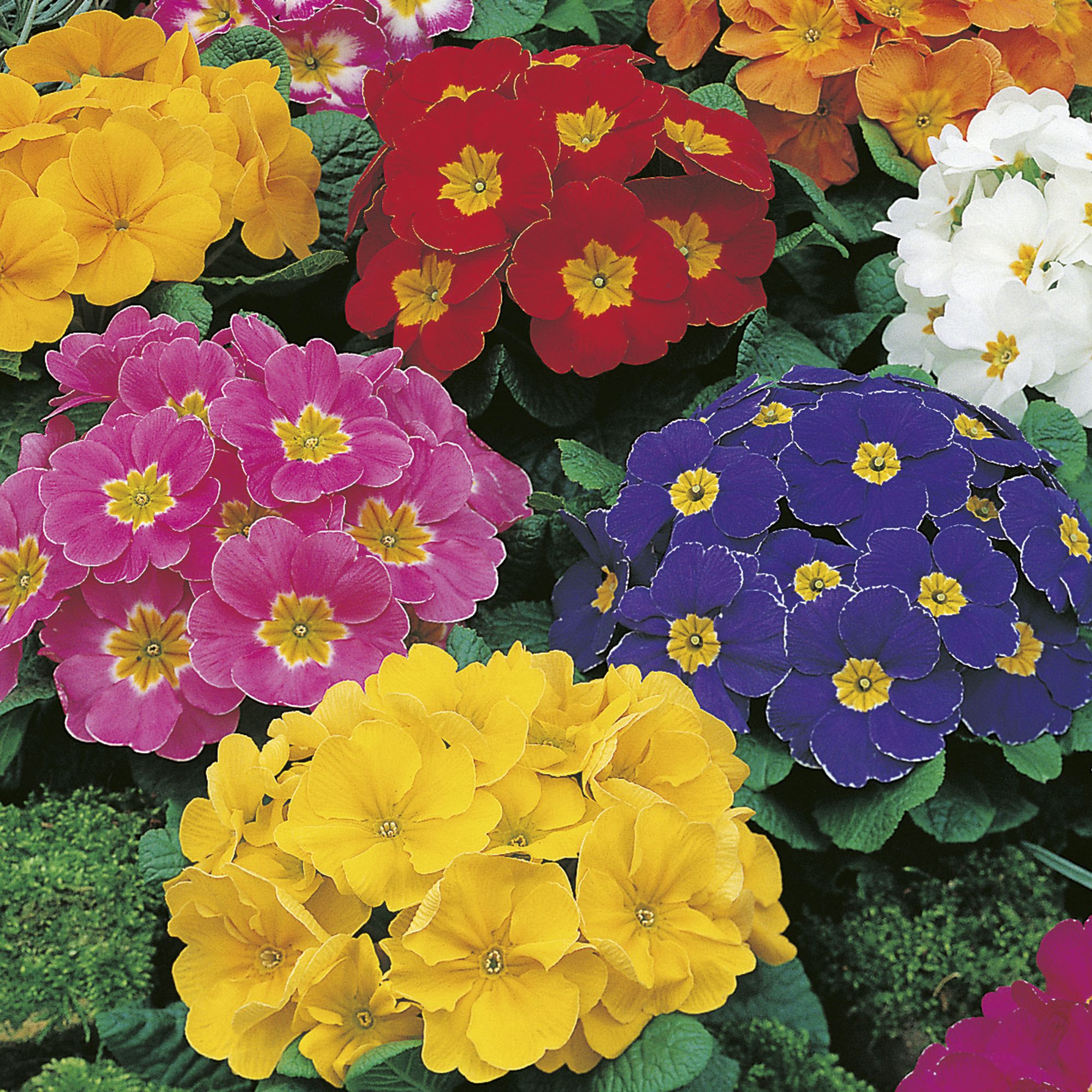 6 cell Polyanthus Piano mix Autumn Bedding plant, Pack of 2