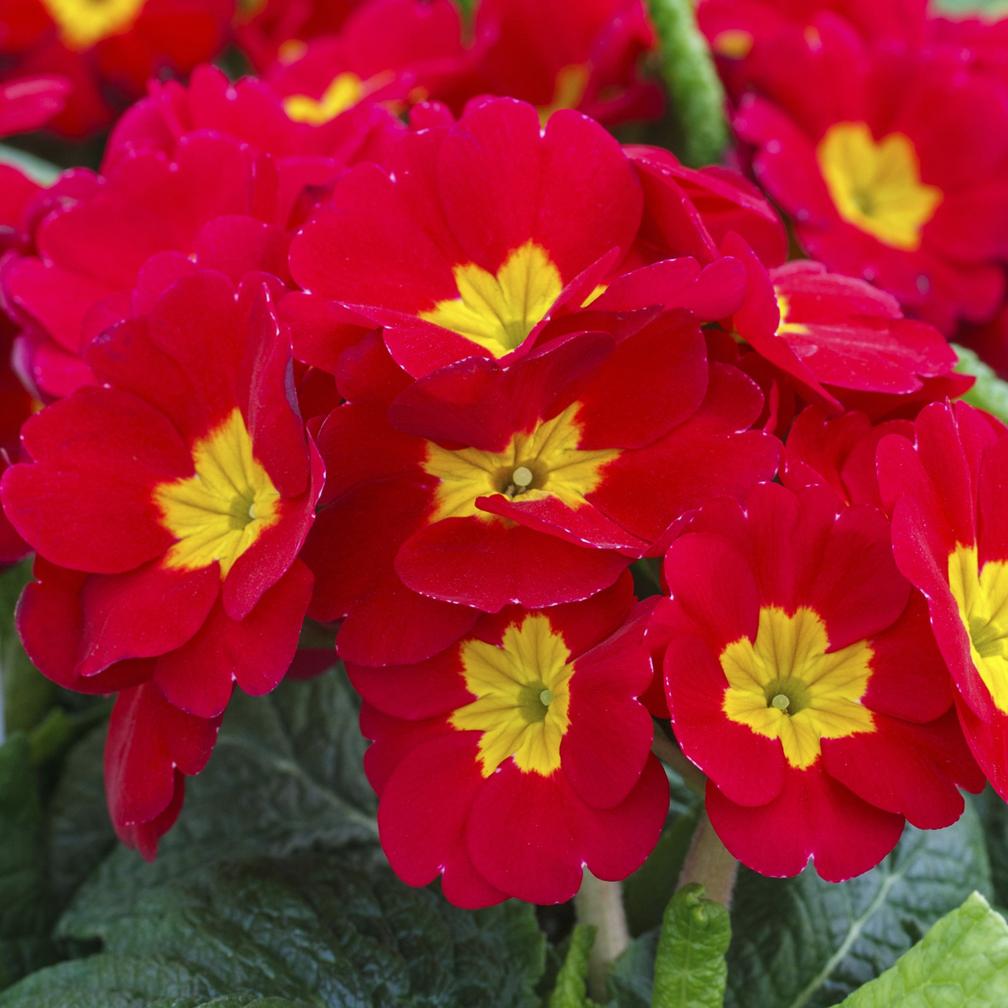 6 cell Polyanthus Red Autumn Bedding plant, Pack of 2
