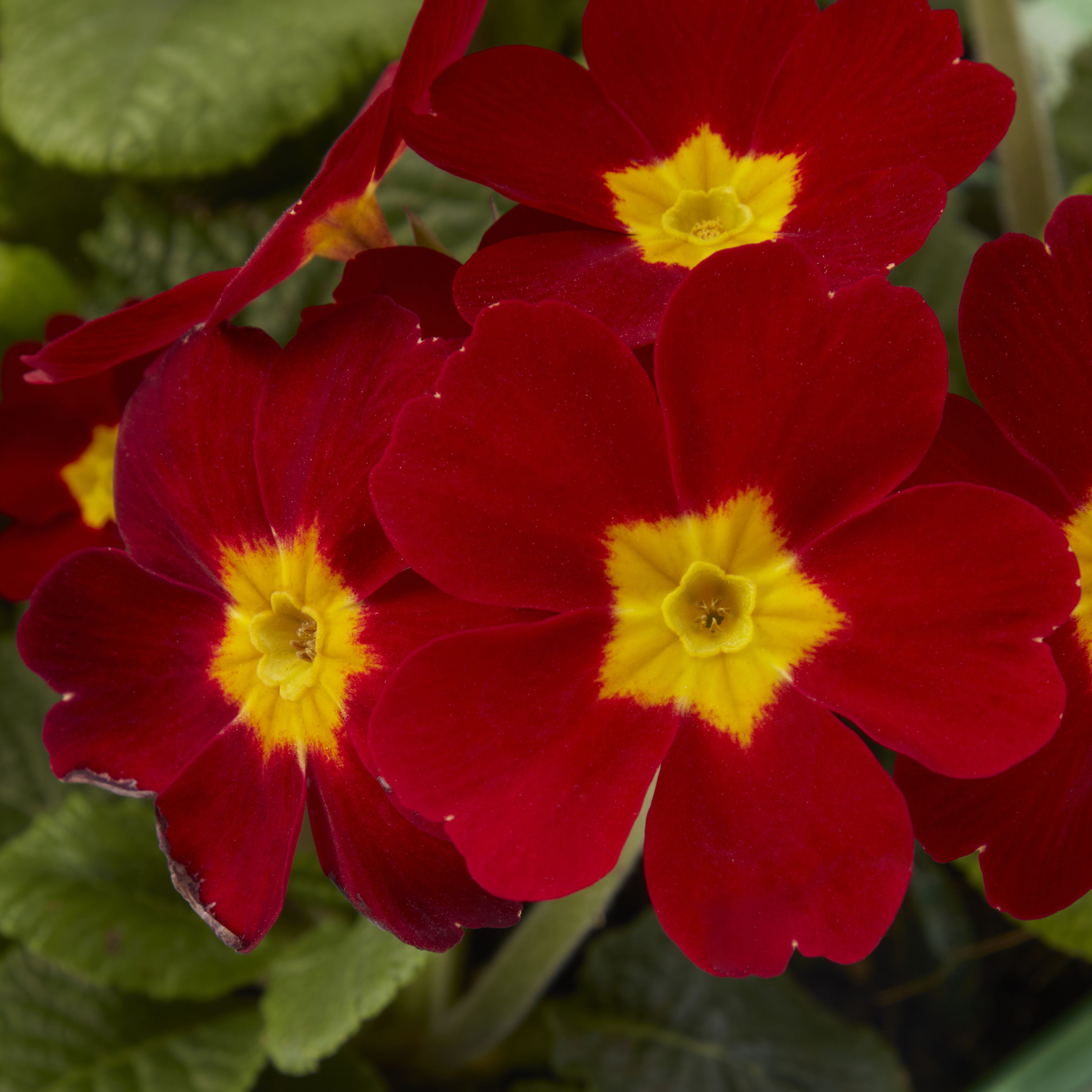 6 cell Polyanthus Red Autumn Bedding plant, Pack of 2