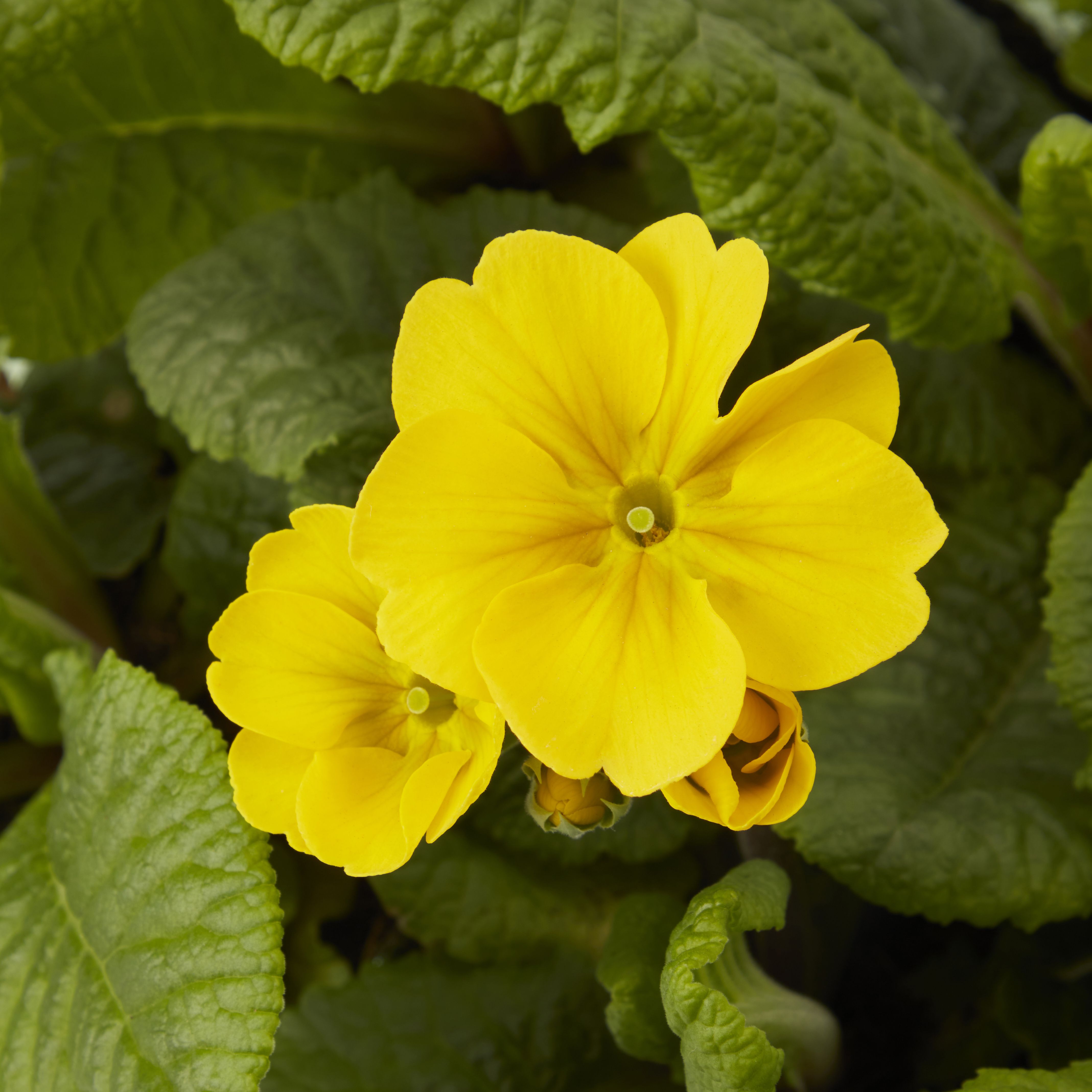 6 cell Polyanthus Yellow Autumn Bedding plant, Pack of 2 DIY at B&Q