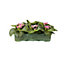 6 cell Primrose Autumn Bedding plant, Pack of 2