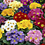 6 cell Primrose Autumn Bedding plant, Pack of 2