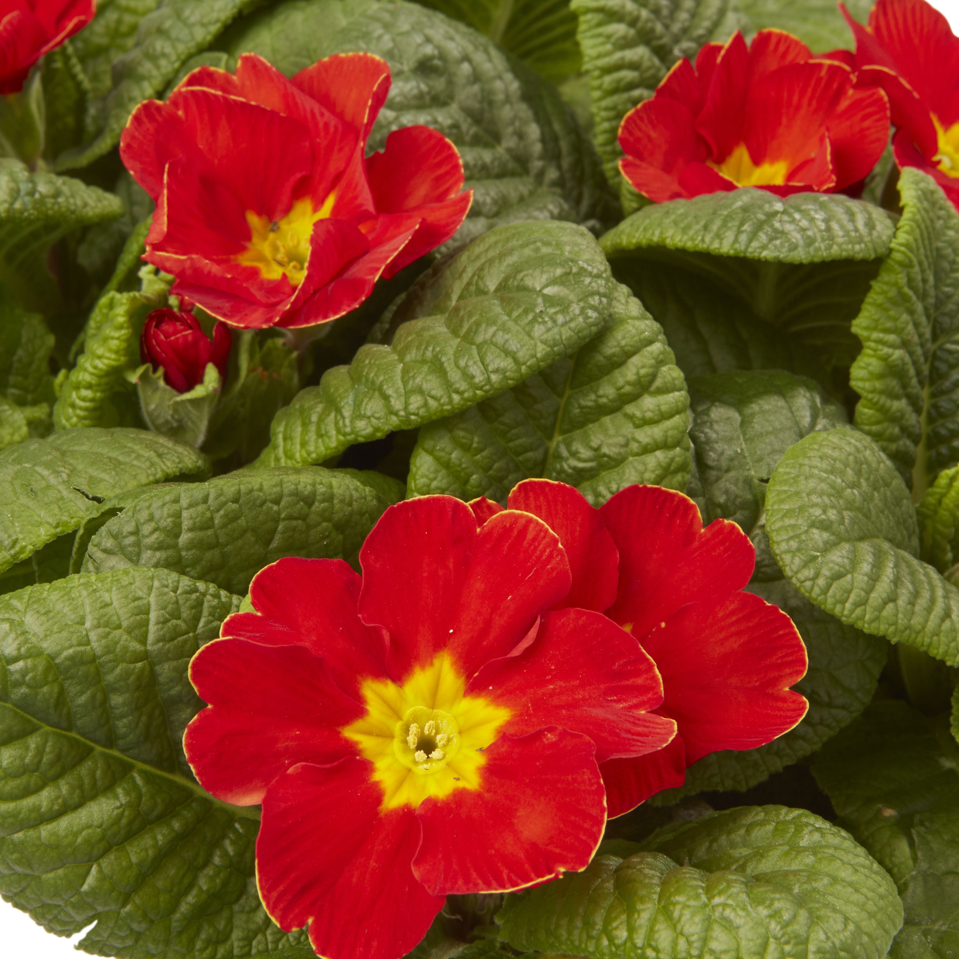 Shop 6 cell Primrose Mixed Autumn Bedding plant, Pack of 2