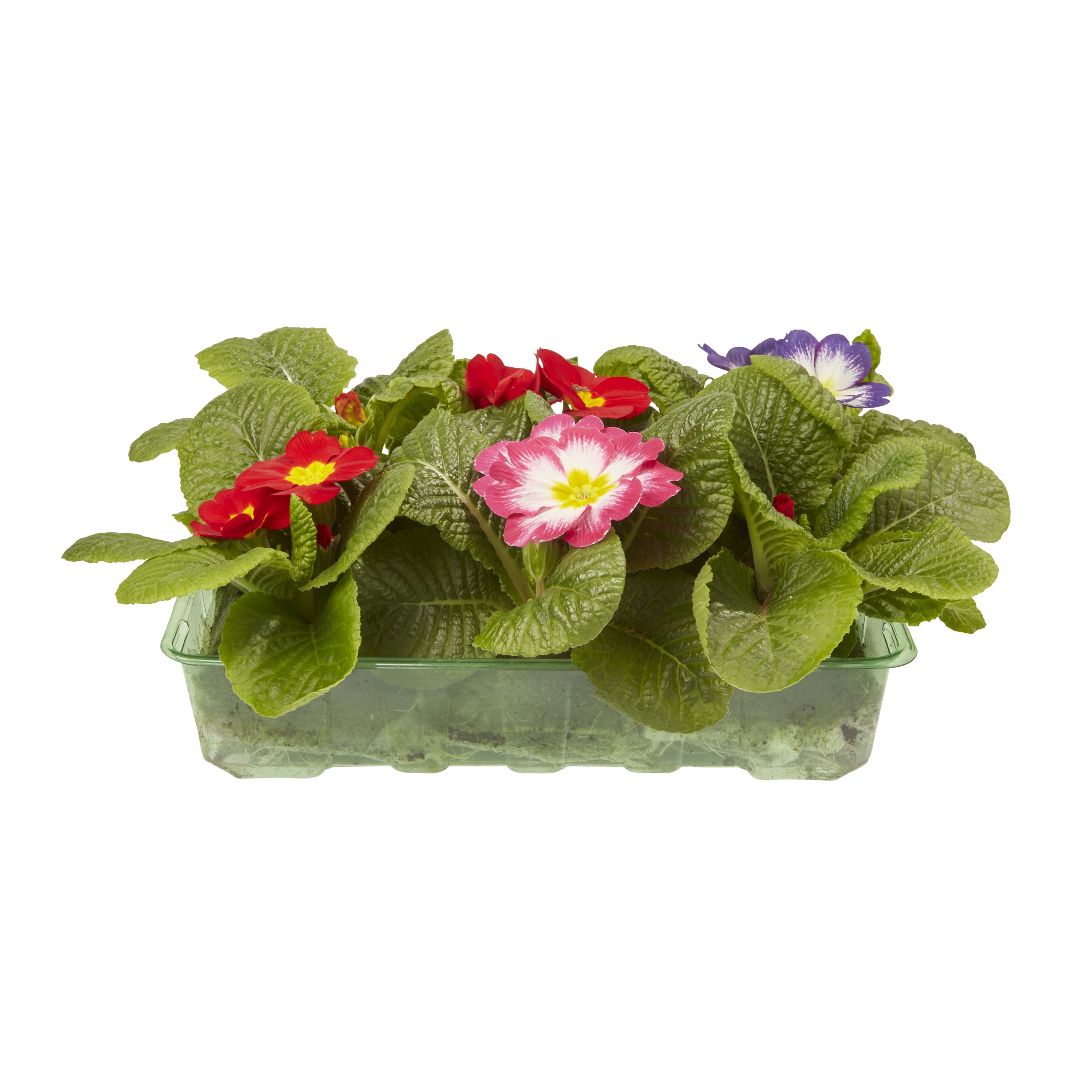 6 cell Primrose Springtime Spring Bedding plant, Pack of 2