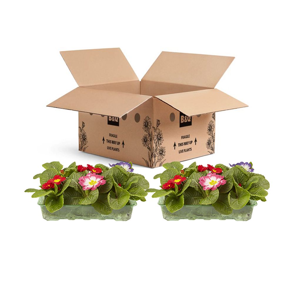 6 cell Primrose Springtime Spring Bedding plant, Pack of 2