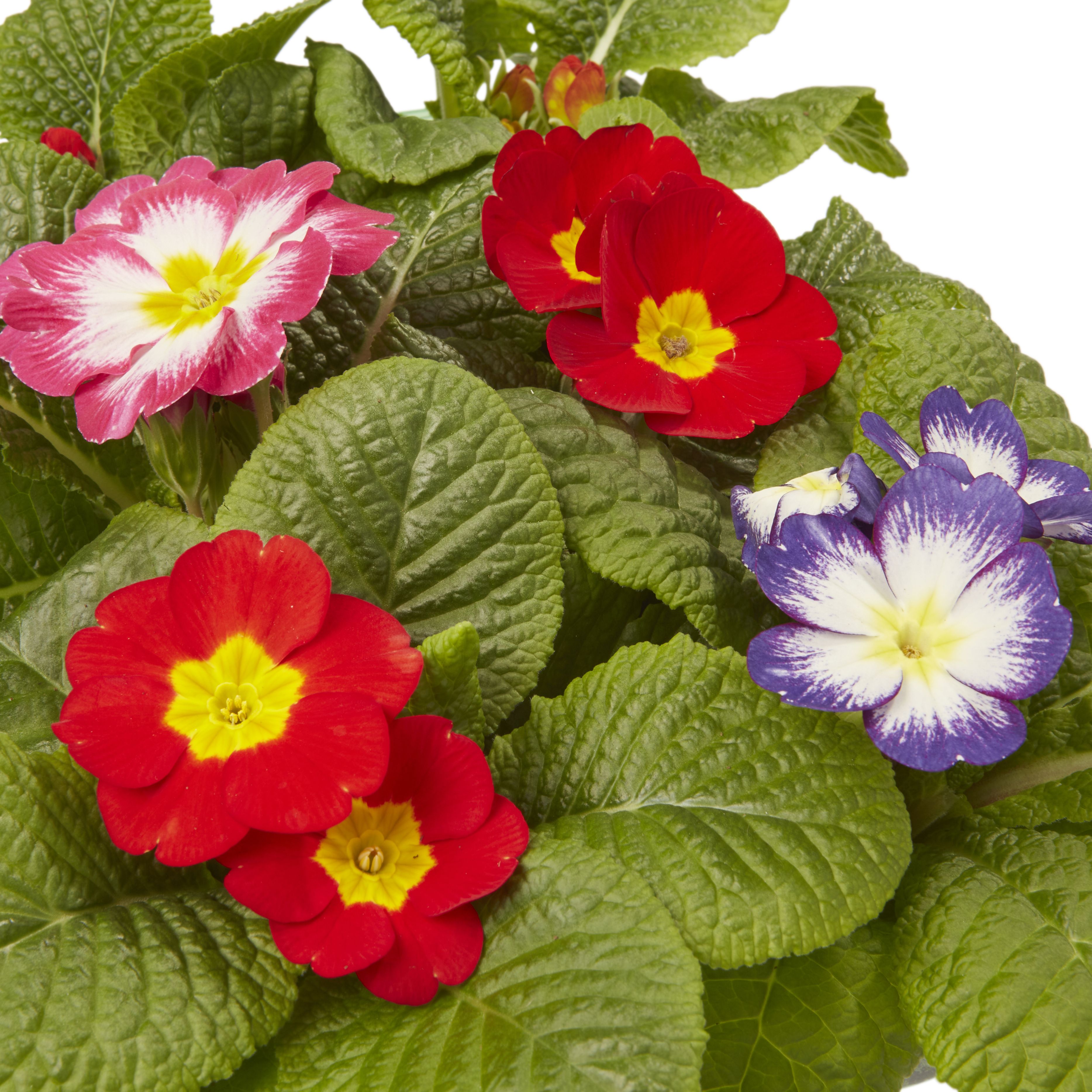 6 cell Primrose Springtime Spring Bedding plant, Pack of 2
