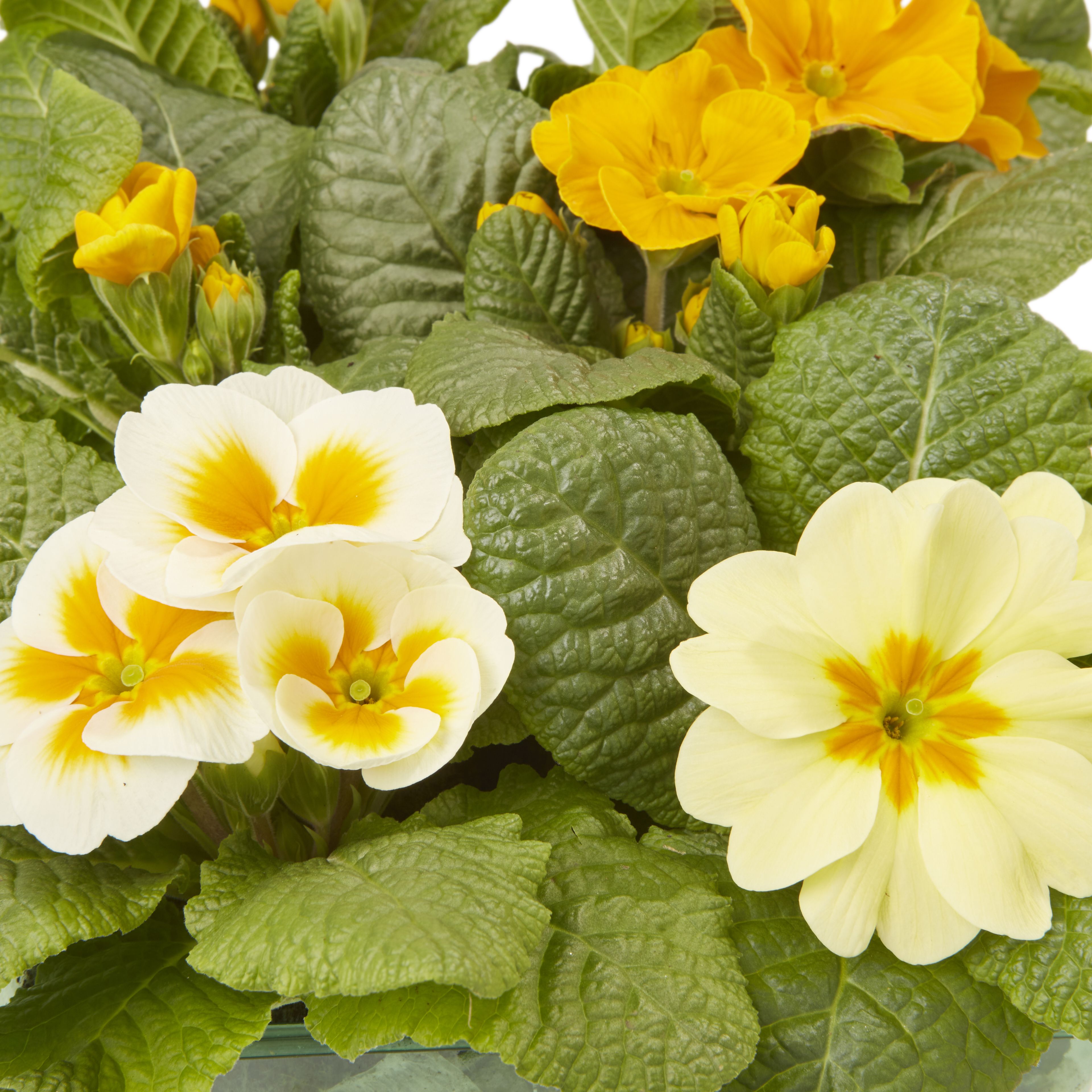 6 cell Primrose Sunshine Spring Bedding plant DIY at B&Q