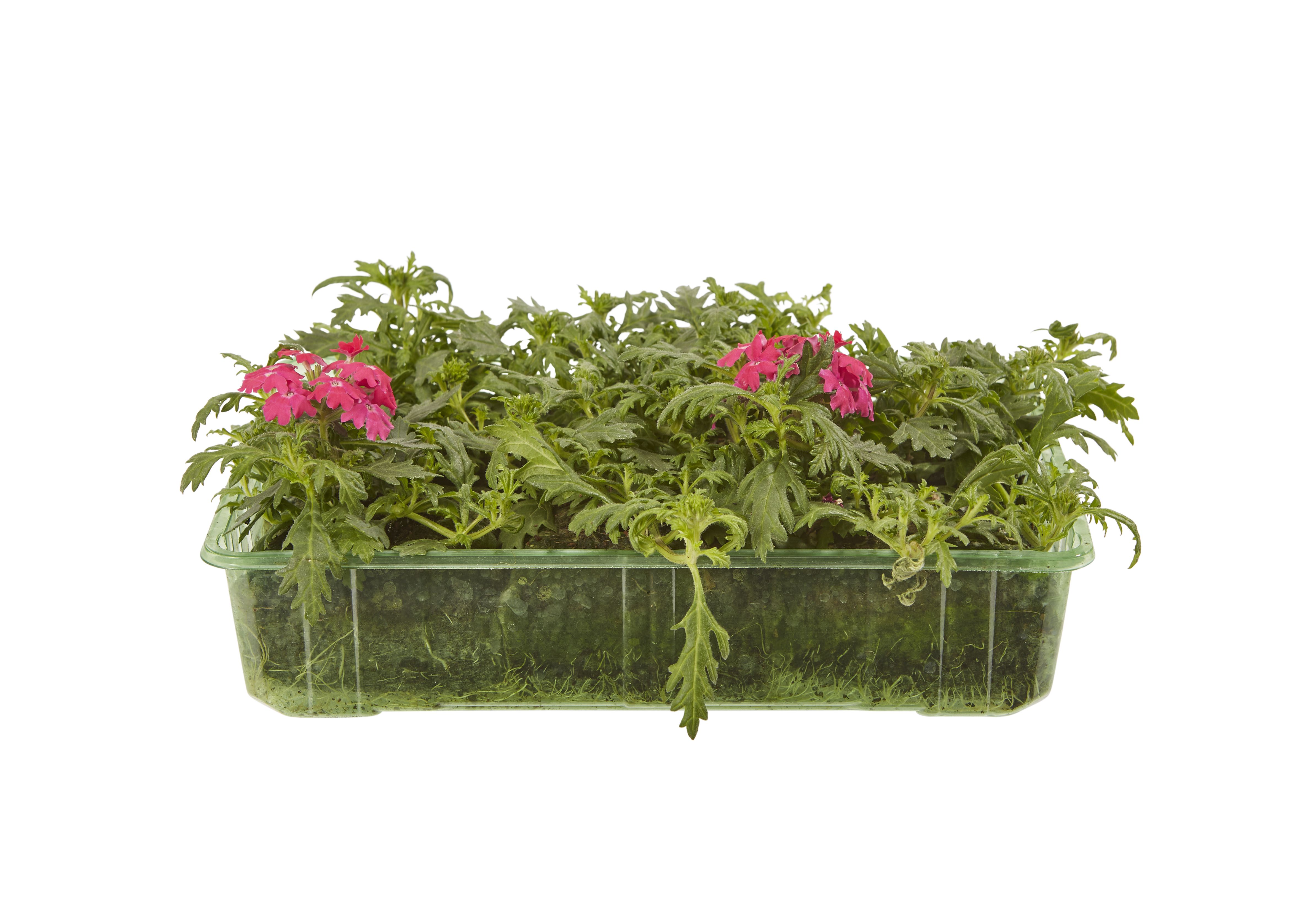 6 cell Verbena Summer Bedding plant, Pack of 2 DIY at B&Q