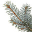 60-80cm Blue spruce Pot grown Christmas tree