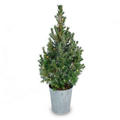 60cm-90cm Pot grown Christmas tree
