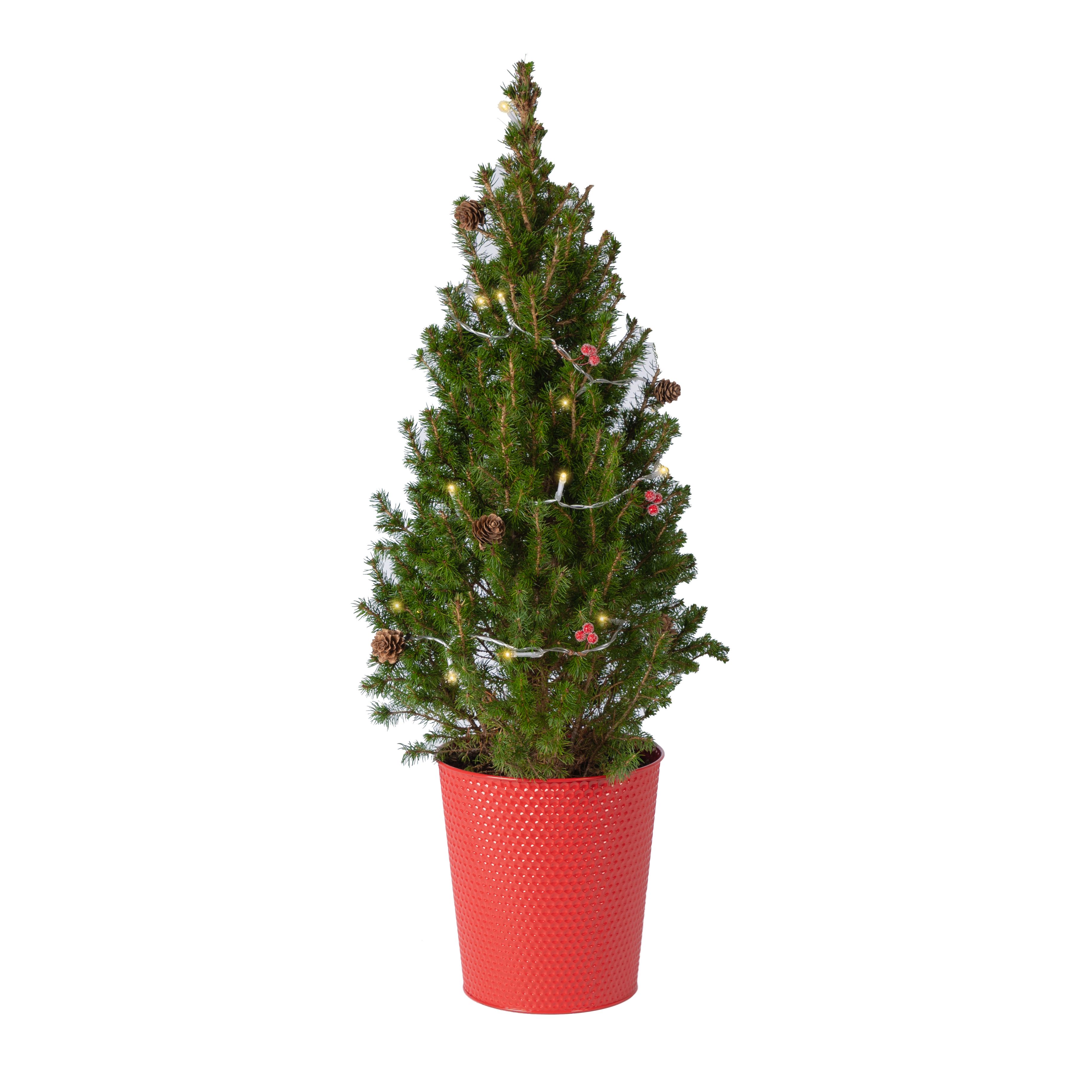 60cm-90cm Real pot grown Christmas tree