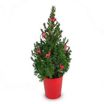 60cm-90cm Real pot grown Christmas tree