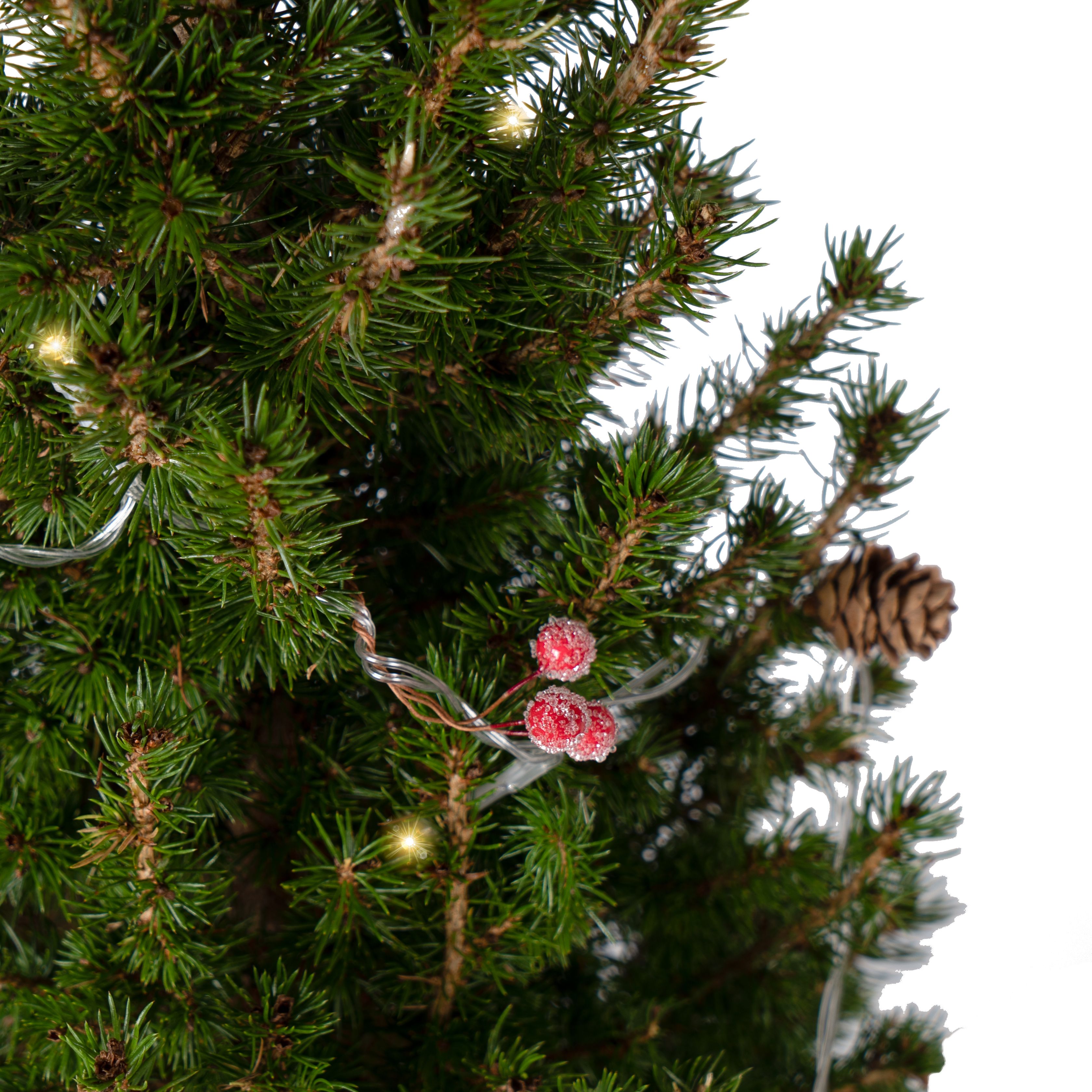 60cm-90cm Real pot grown Christmas tree