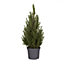 70cm White spruce Pyramid Pot grown Christmas tree