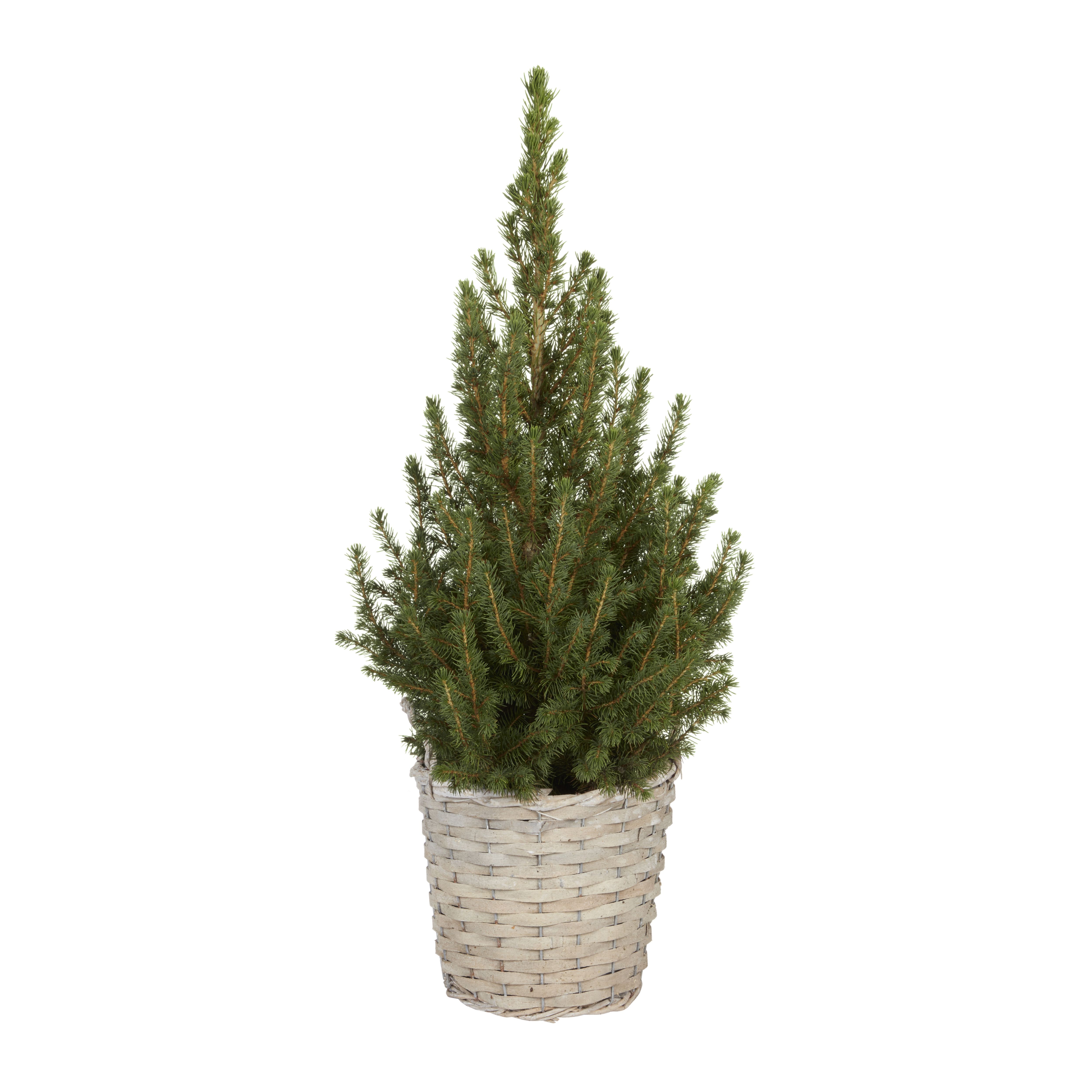 70cm White spruce Pyramid Pot grown Christmas tree DIY at B&Q
