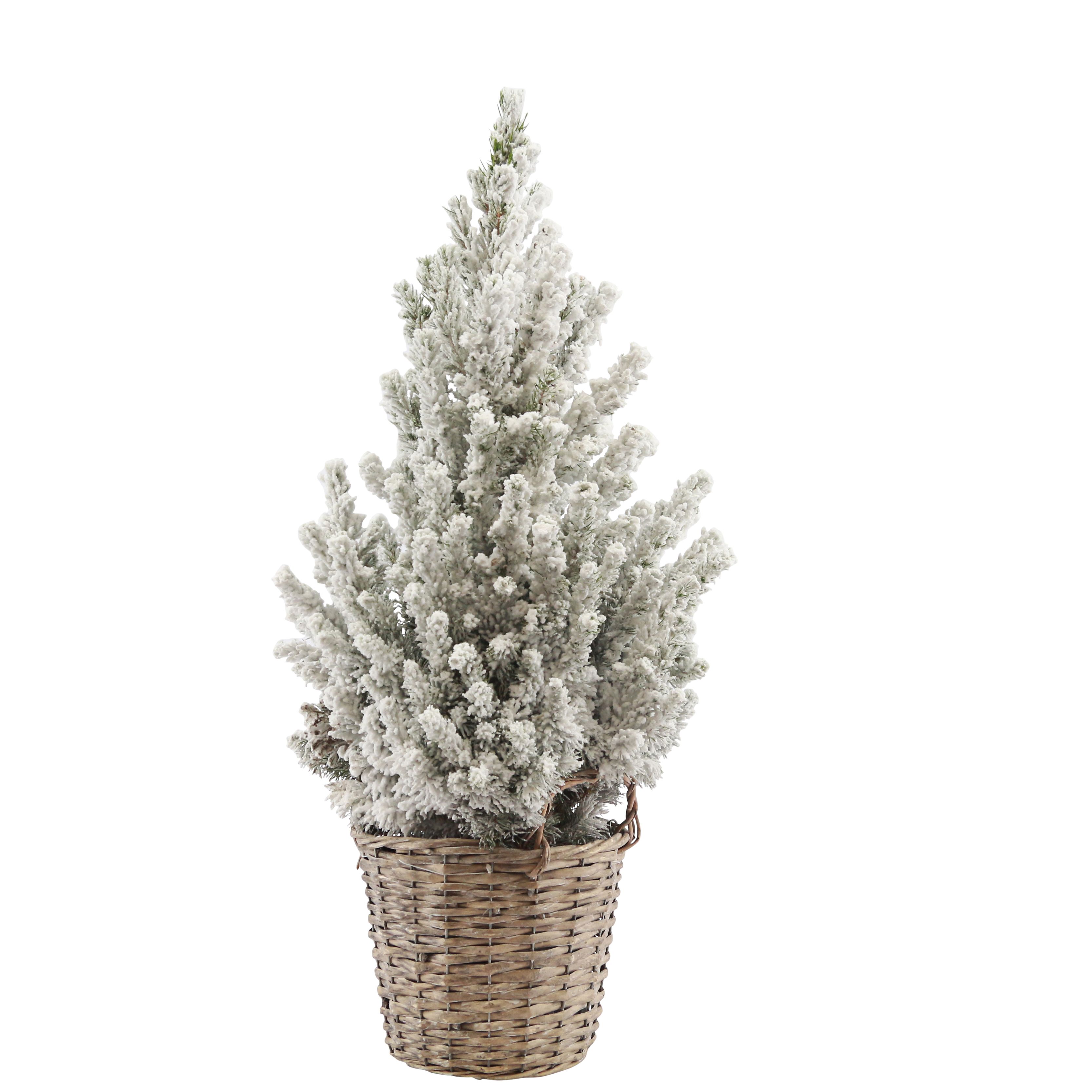 70cm White spruce Pyramid Real pot grown Christmas tree