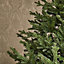 7ft Glenshee Spruce Artificial Christmas tree