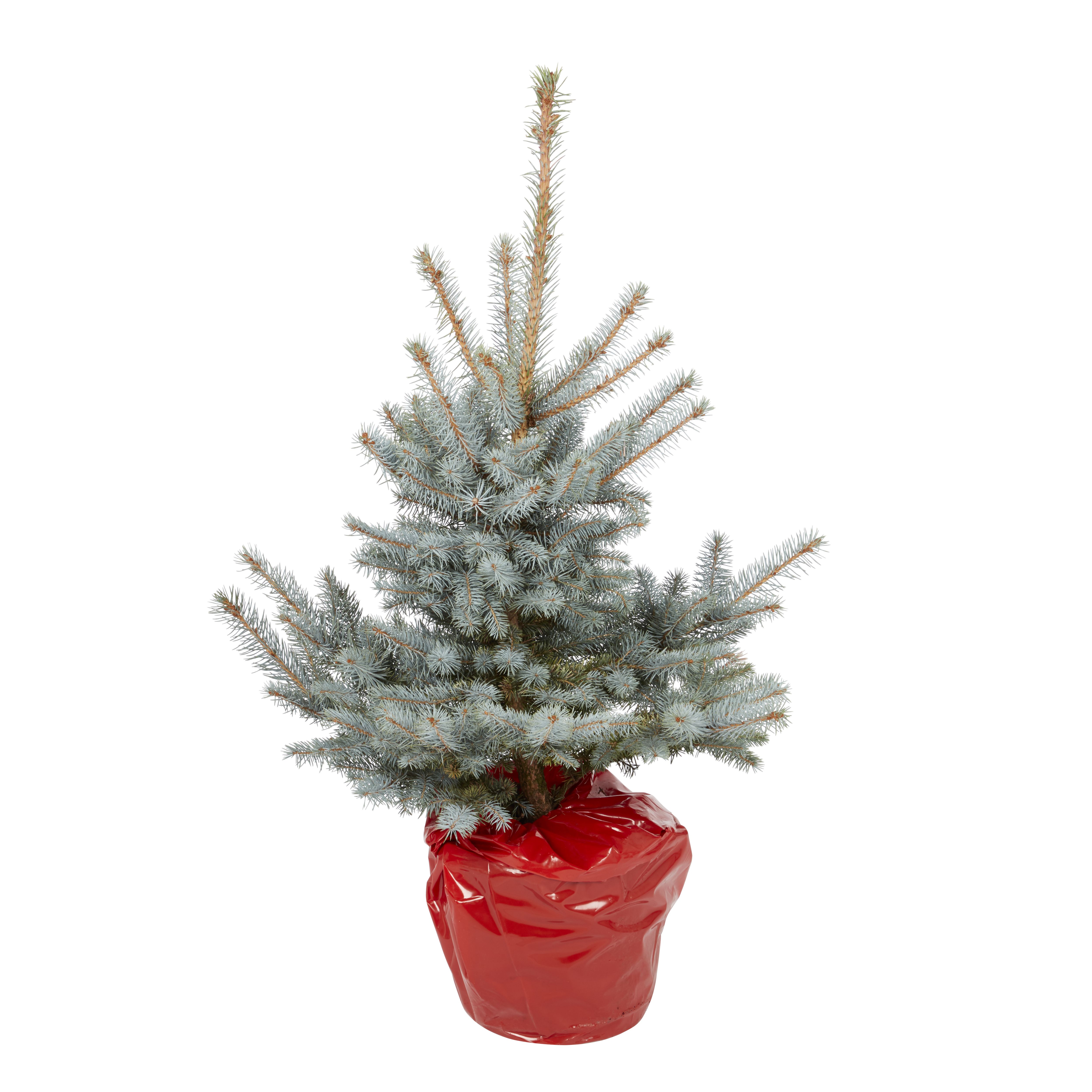 80100cm Blue spruce Pot grown Christmas tree DIY at B&Q