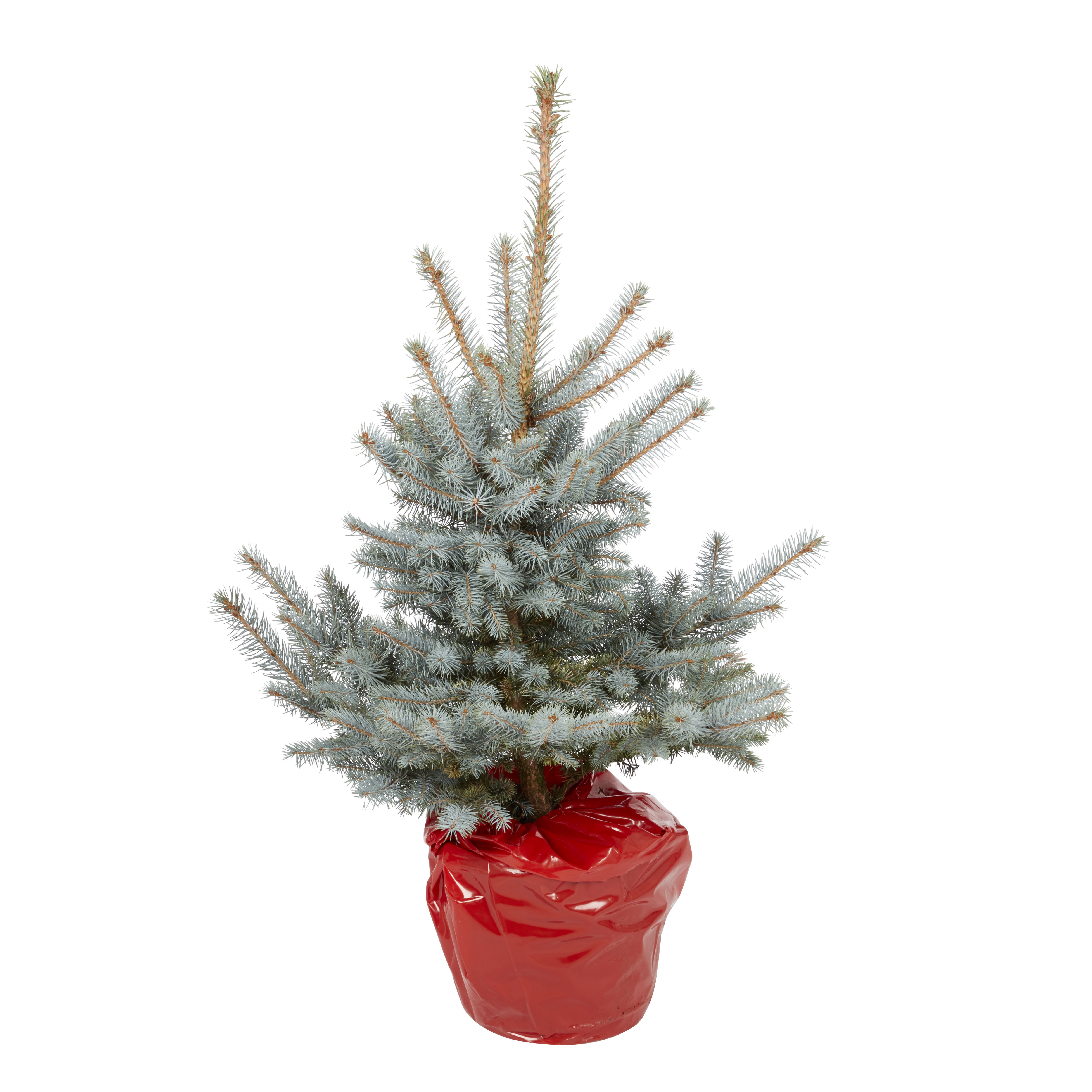 80-100cm Blue spruce Pot grown Christmas tree | DIY at B&Q