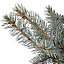 80-100cm Blue spruce Pot grown Christmas tree