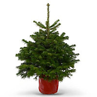 80-100cm Nordmann fir Pot grown Christmas tree
