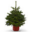 80-100cm Nordmann fir Pot grown Christmas tree