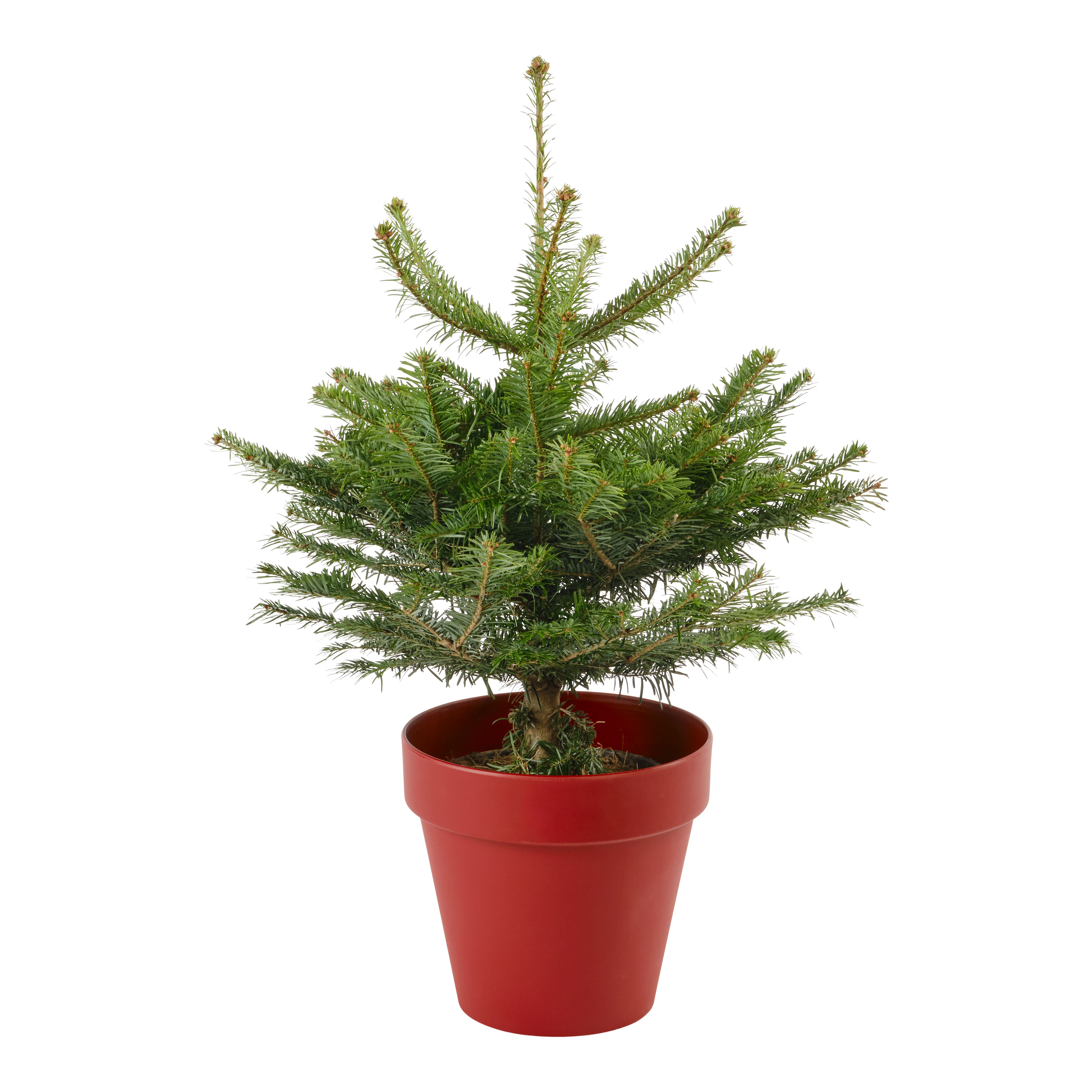80100cm Nordmann fir Pyramid Pot grown Christmas tree DIY at B&Q
