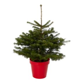 80-100cm Nordmann fir Pyramid Pot grown Christmas tree