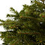 80-100cm Nordmann fir Pyramid Pot grown Christmas tree