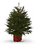 80-100cm Norway spruce Pot grown Christmas tree