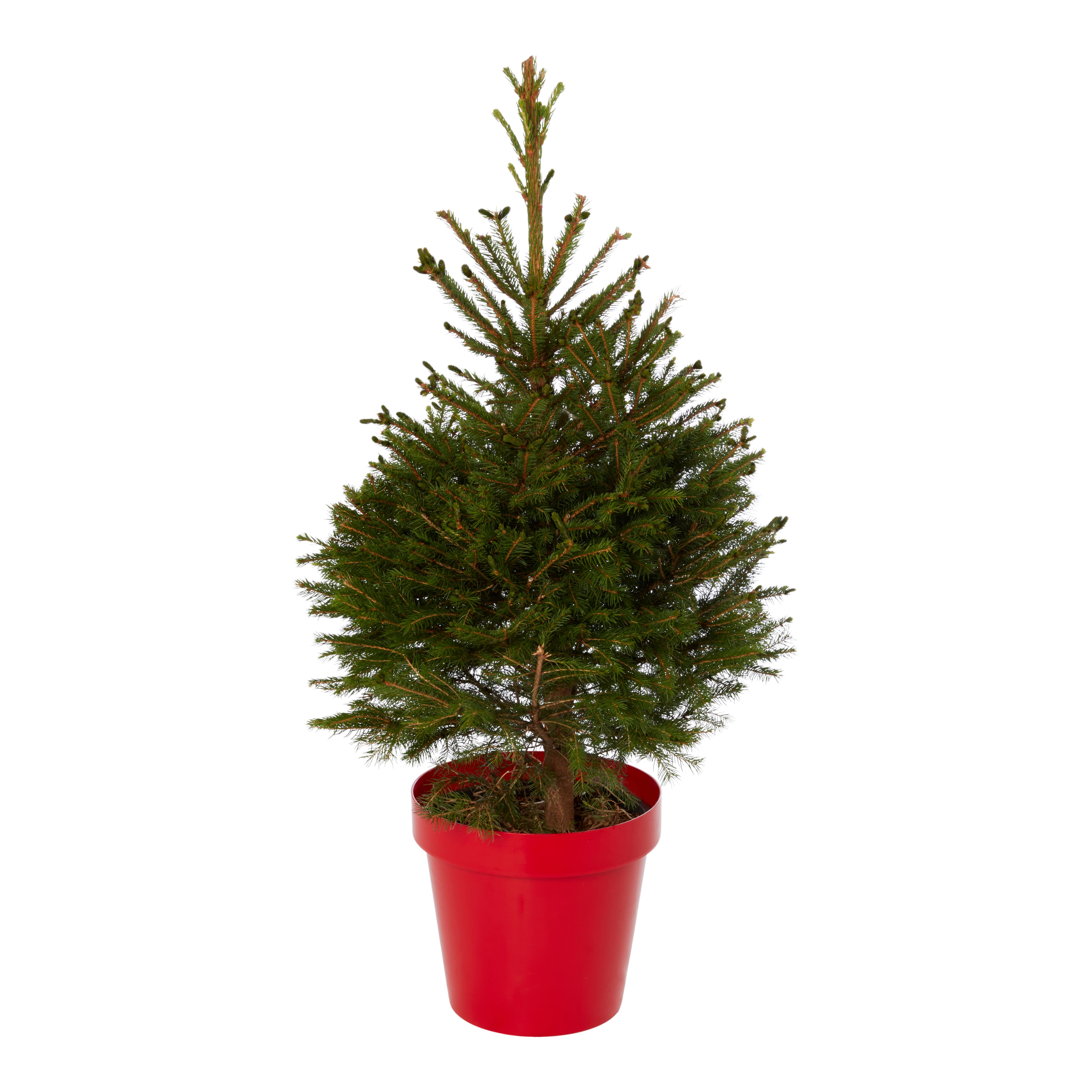 80100cm Spruce Pyramid Pot grown Christmas tree DIY at B&Q