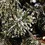 8ft Fairview Berry & pine cone design Pre-lit Artificial Christmas tree