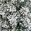 8ft Green Frosted effect Flocked Artificial Christmas tree arch