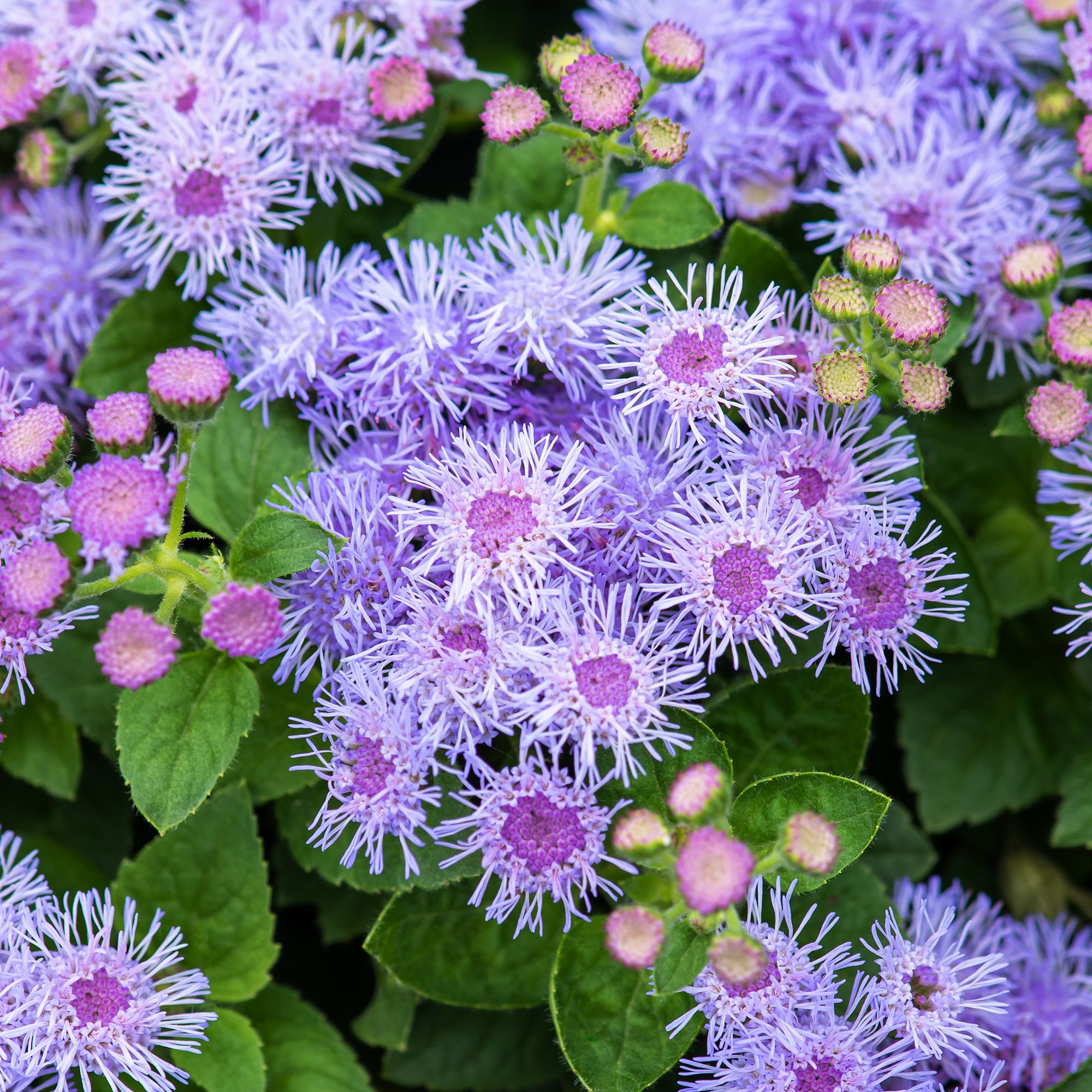 Image of Ageratum summer bedding plant