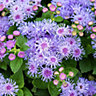 9 cell Ageratum Assorted Summer Bedding plant, Pack of 4