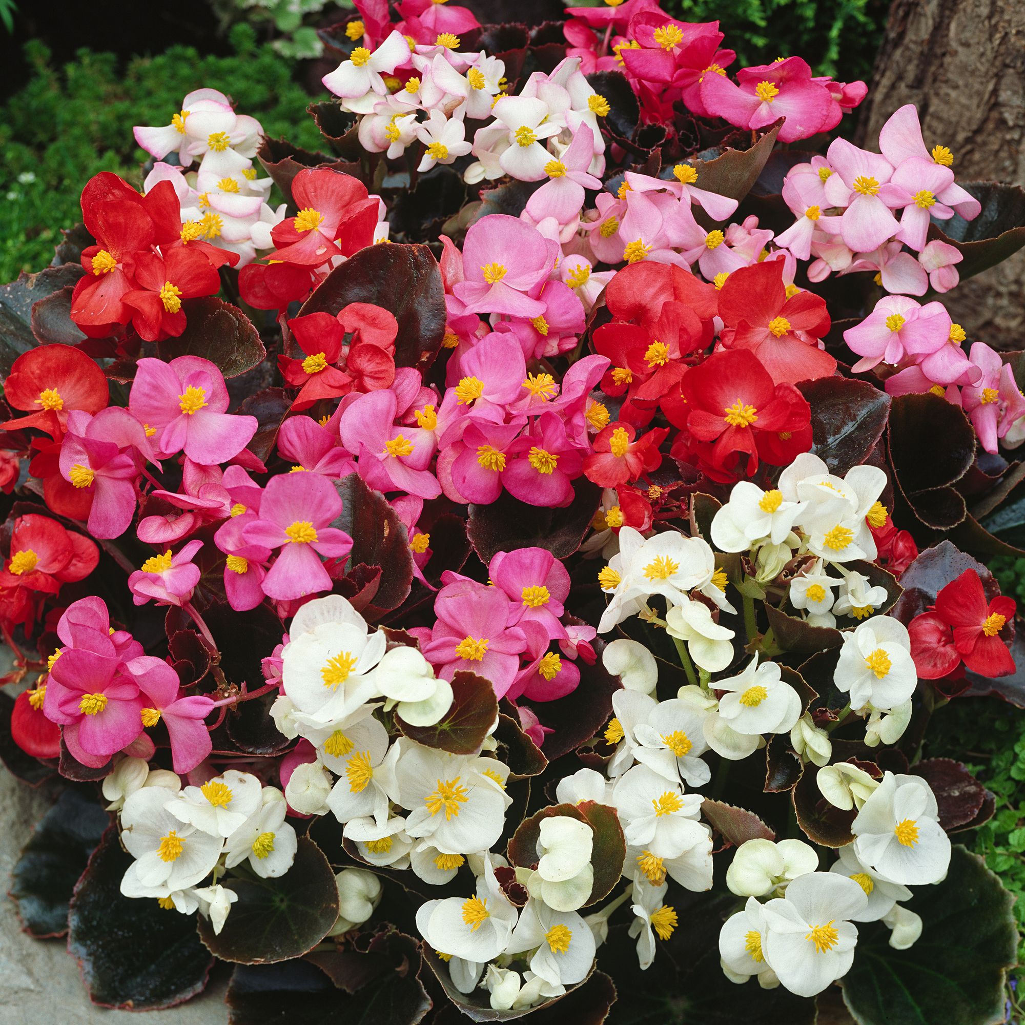 9 cell Begonia Chilli Chocolate Summer Bedding plant, Pack of 4 | DIY at B&Q