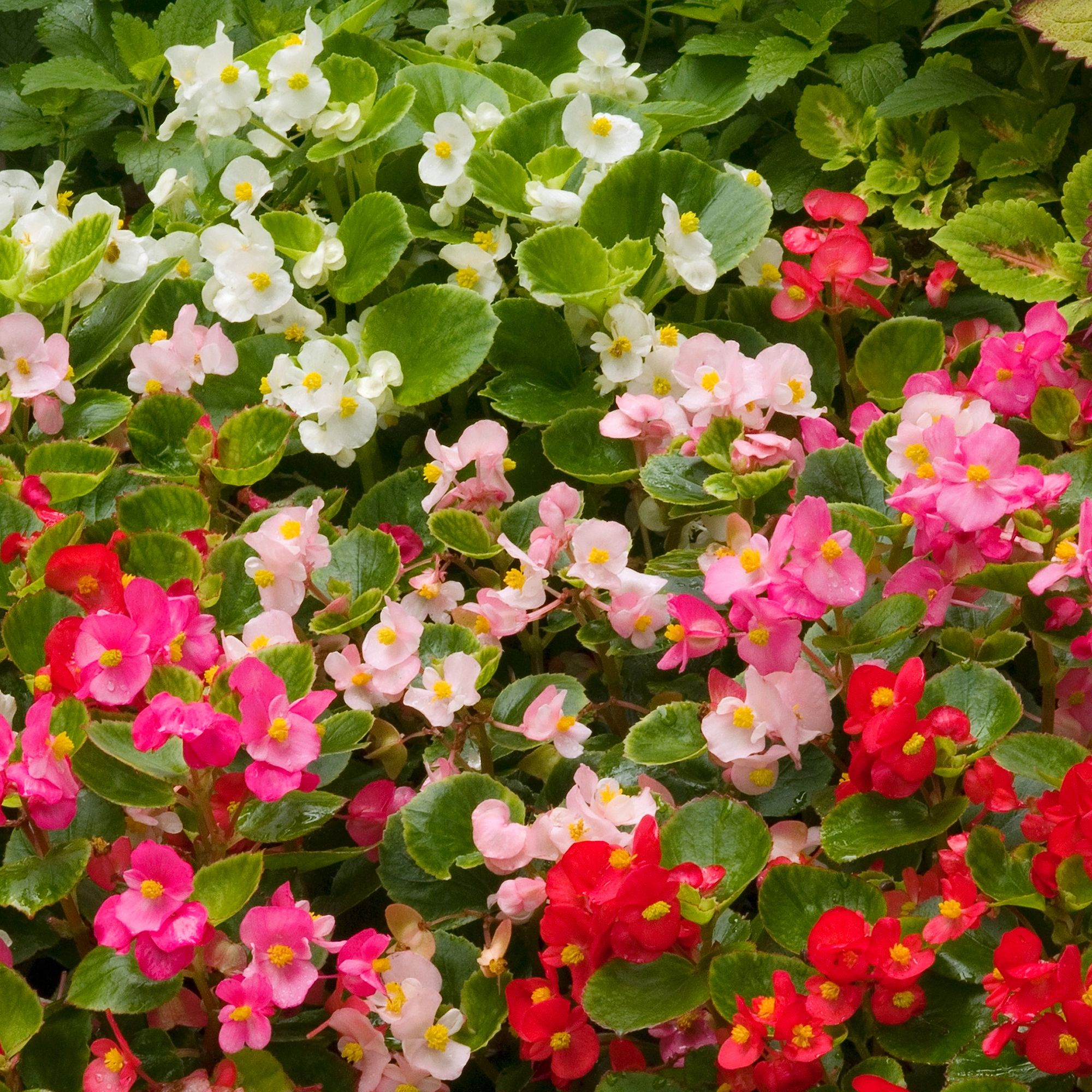 9 cell Begonia Rainforest Summer Bedding plant, Pack of 4 DIY at B&Q