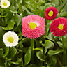 9 cell Bellis Mixed Autumn Bedding plant, Pack of 4