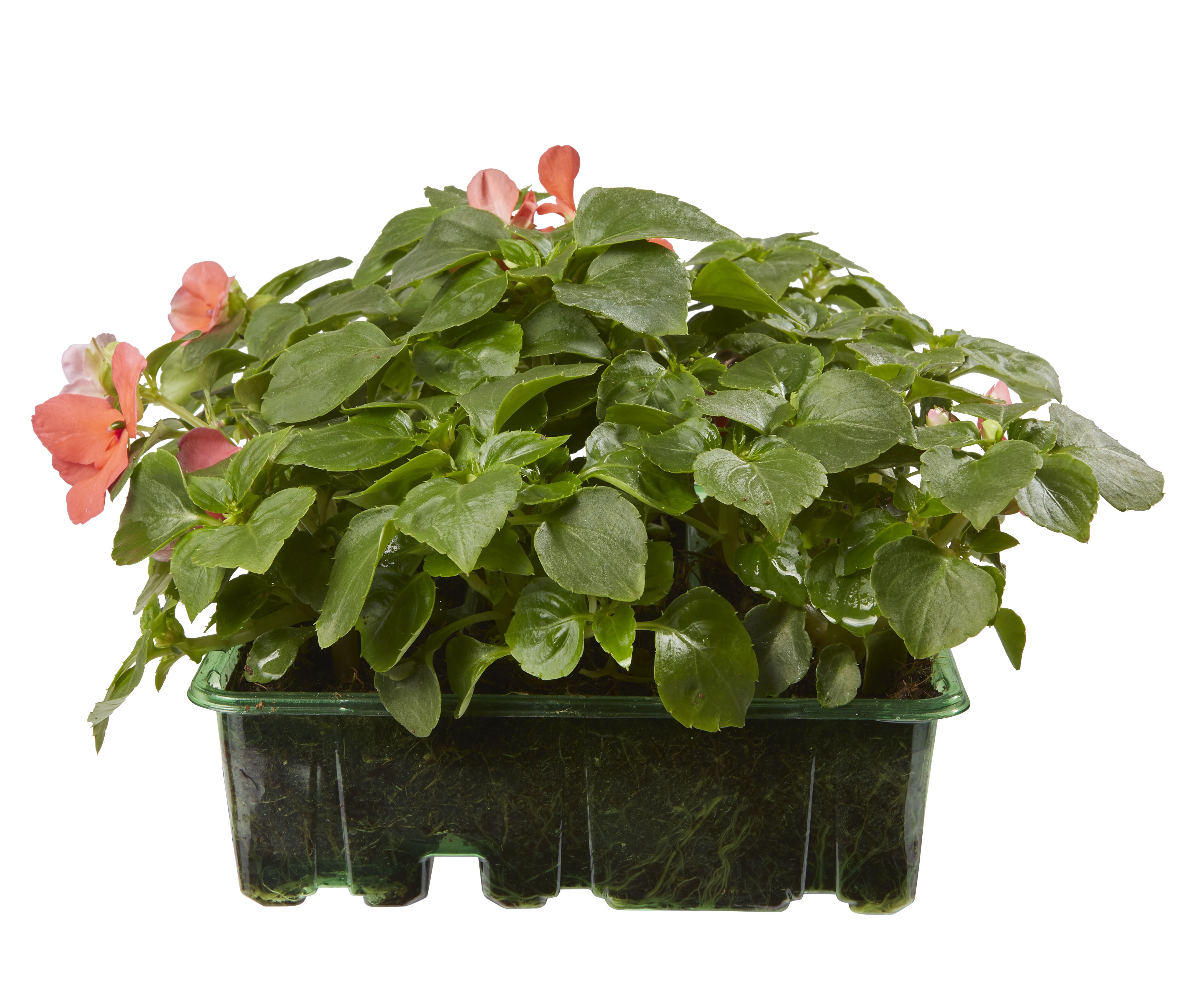 9 cell Bizzie lizzie Orange Summer Bedding plant, Pack of 4