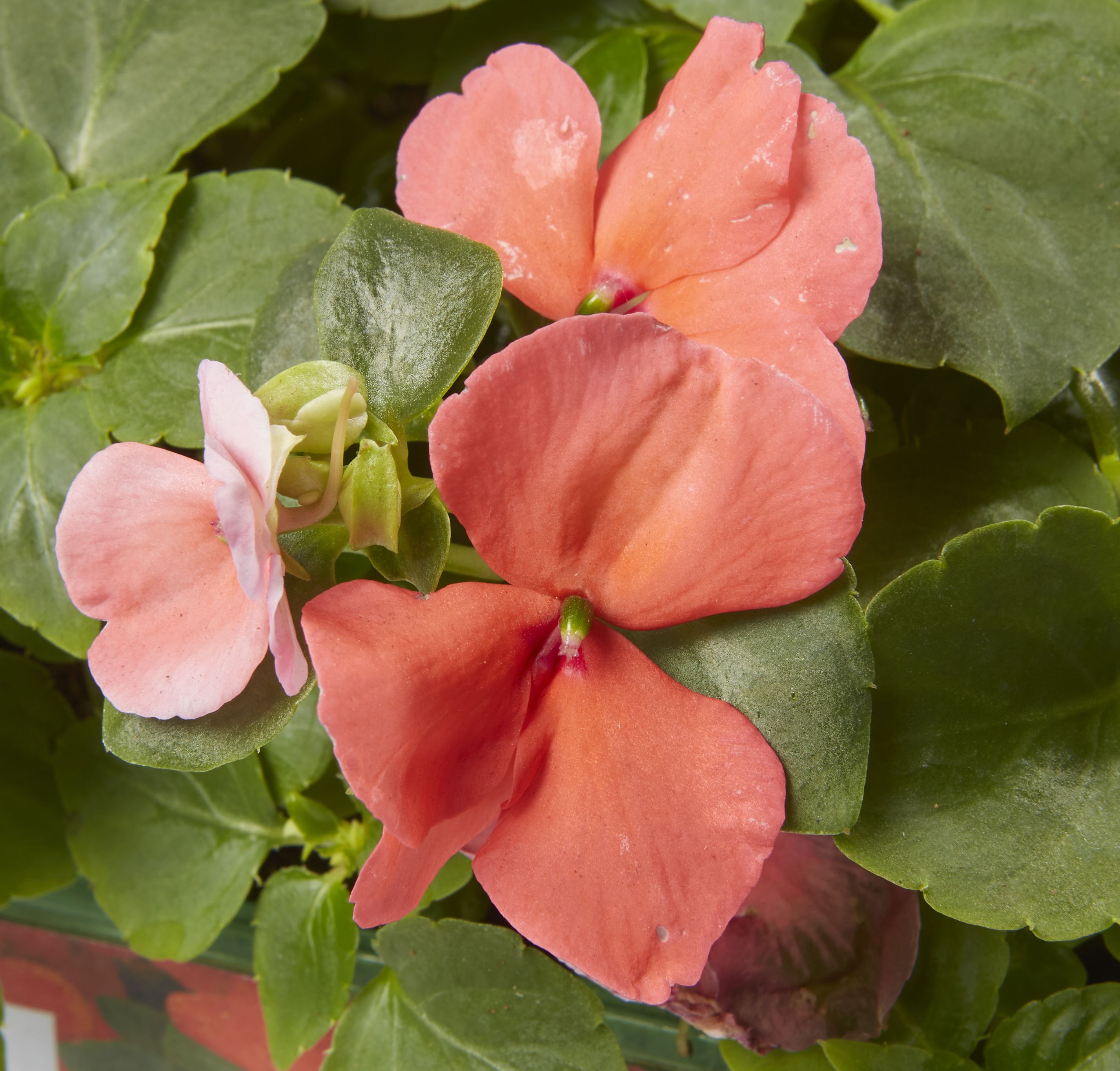 9 cell Bizzie lizzie Orange Summer Bedding plant, Pack of 4
