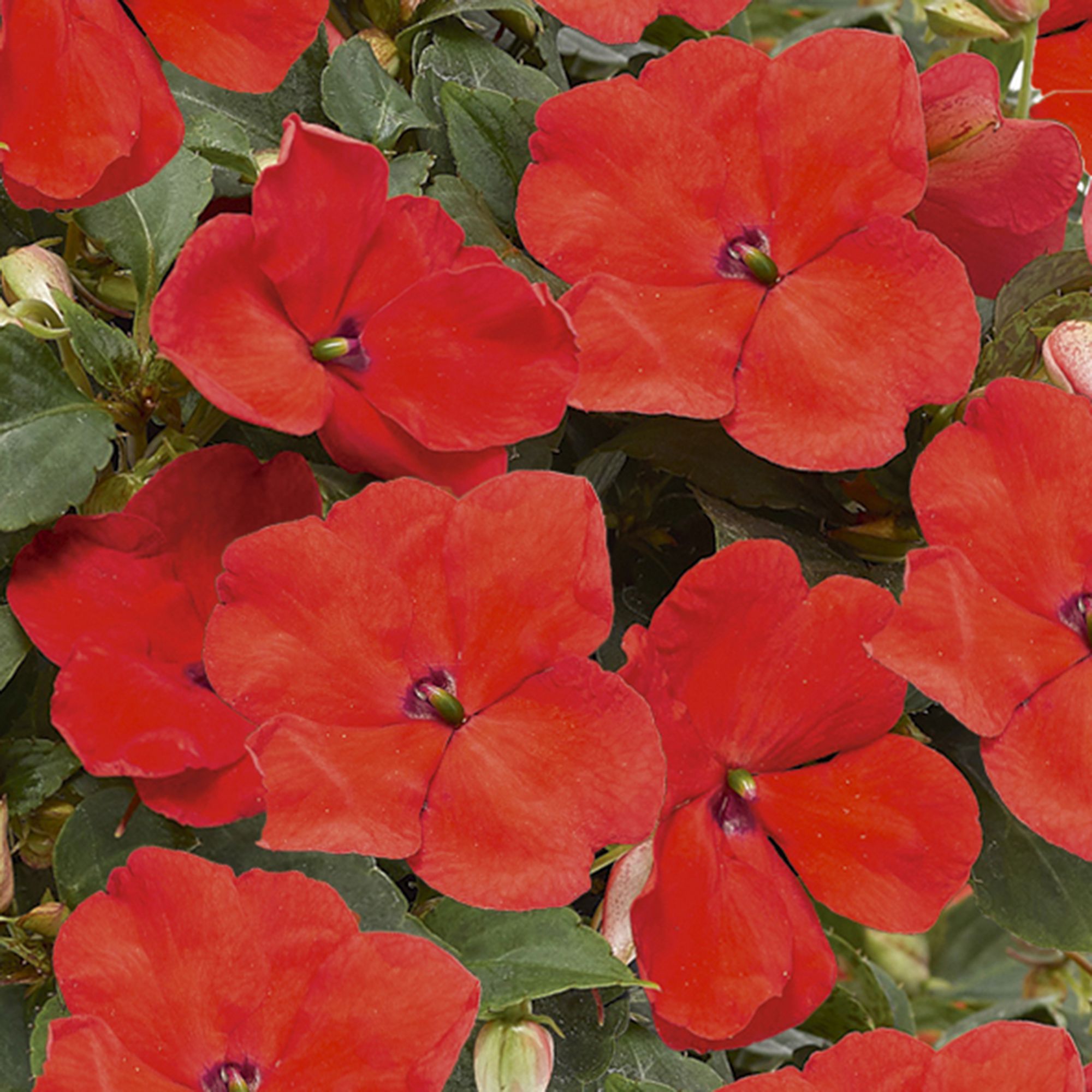 9 cell Bizzie lizzie Orange Summer Bedding plant, Pack of 4