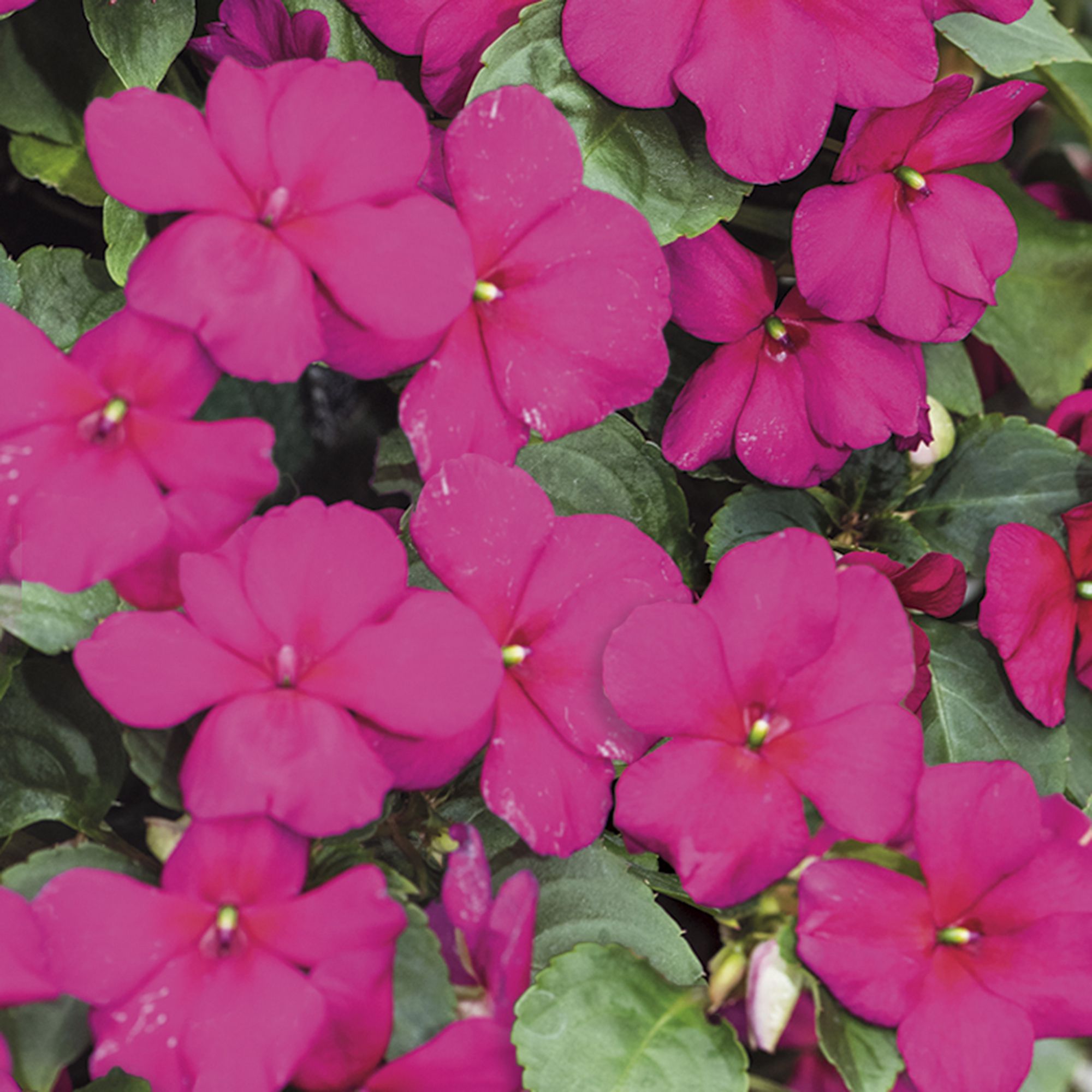 9 cell Bizzie lizzie Purple Summer Bedding plant, Pack of 4 DIY at B&Q