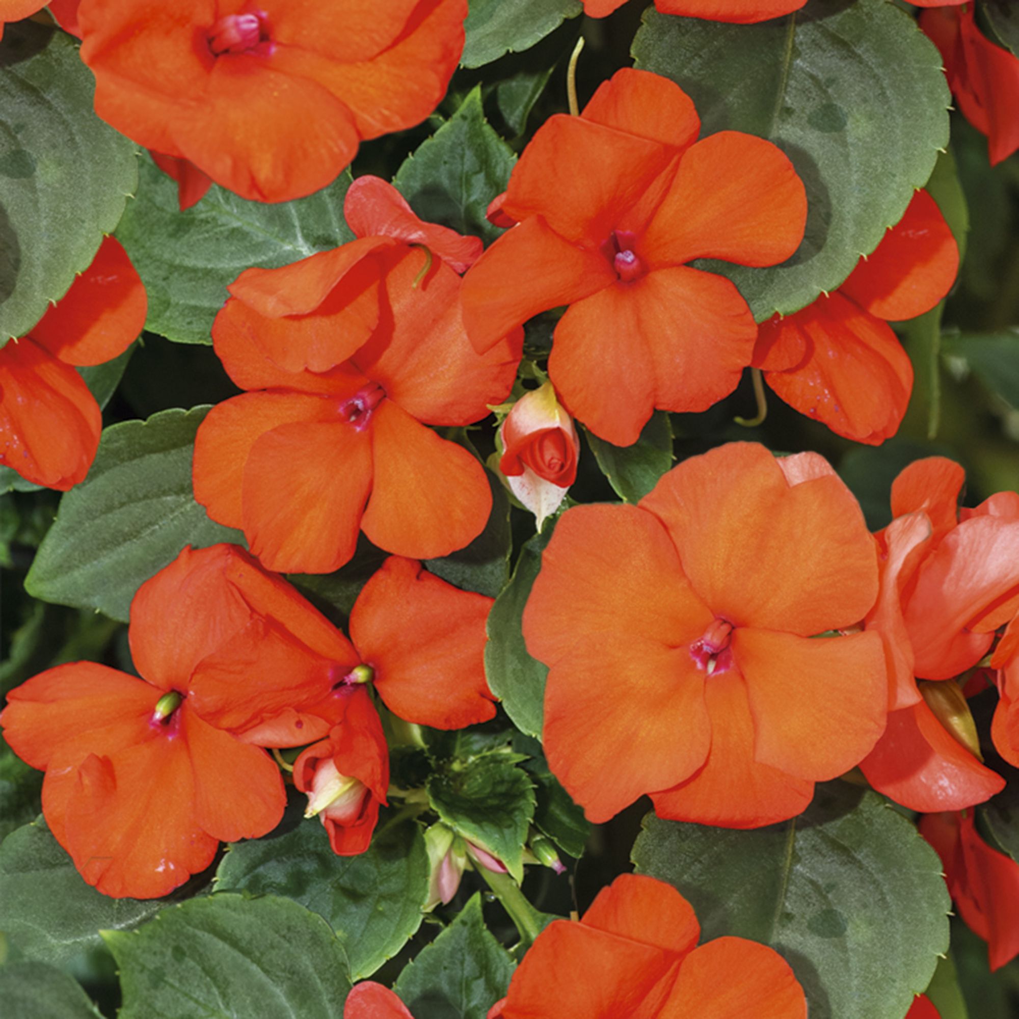 9 cell Bizzie lizzie Salmon Summer Bedding plant, Pack of 4 DIY at B&Q