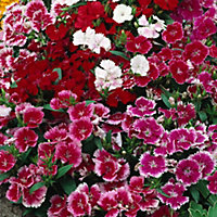 9 cell Dianthus Festival Autumn Bedding plant, Pack of 4
