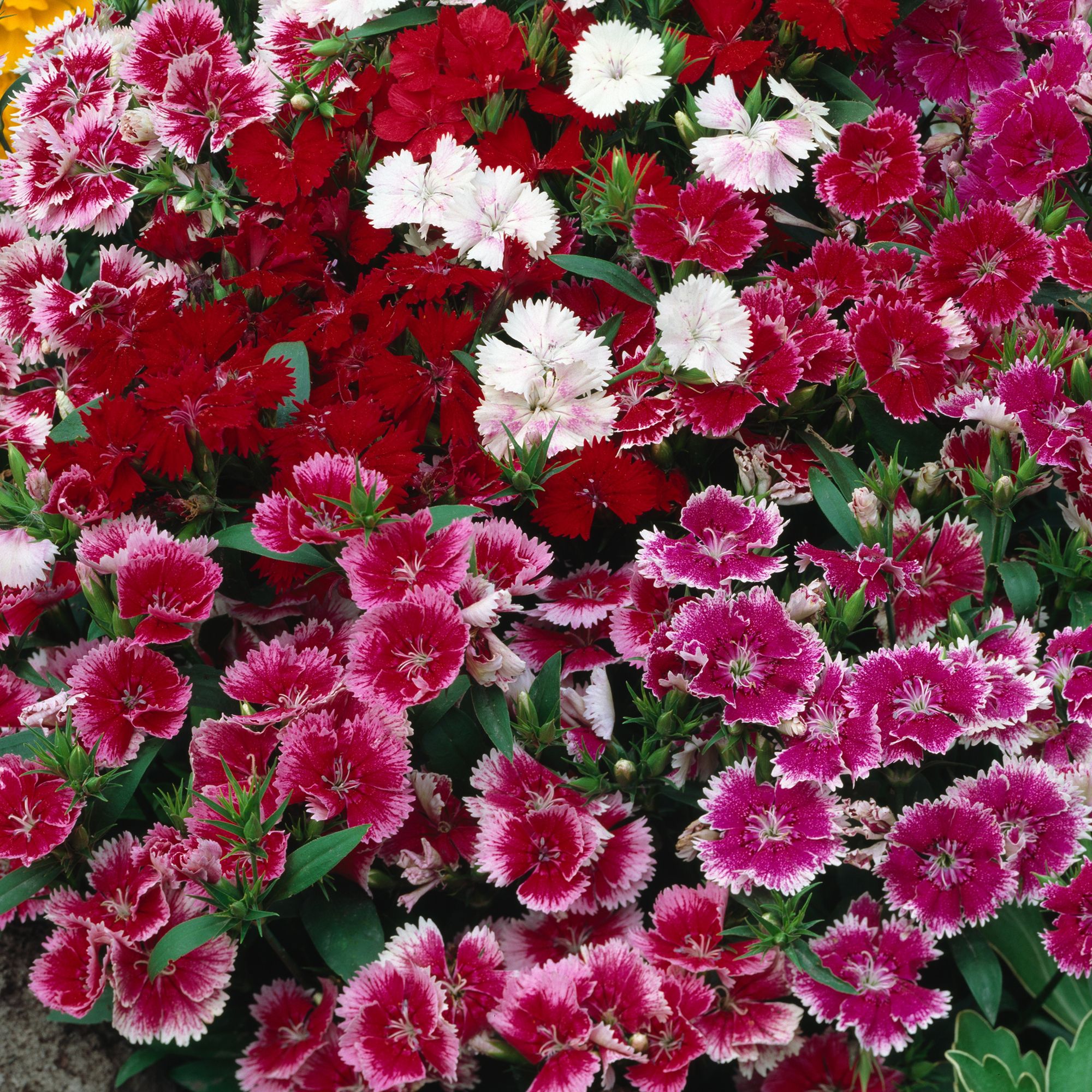 9 cell Dianthus Festival Autumn Bedding plant, Pack of 4 | DIY at B&Q