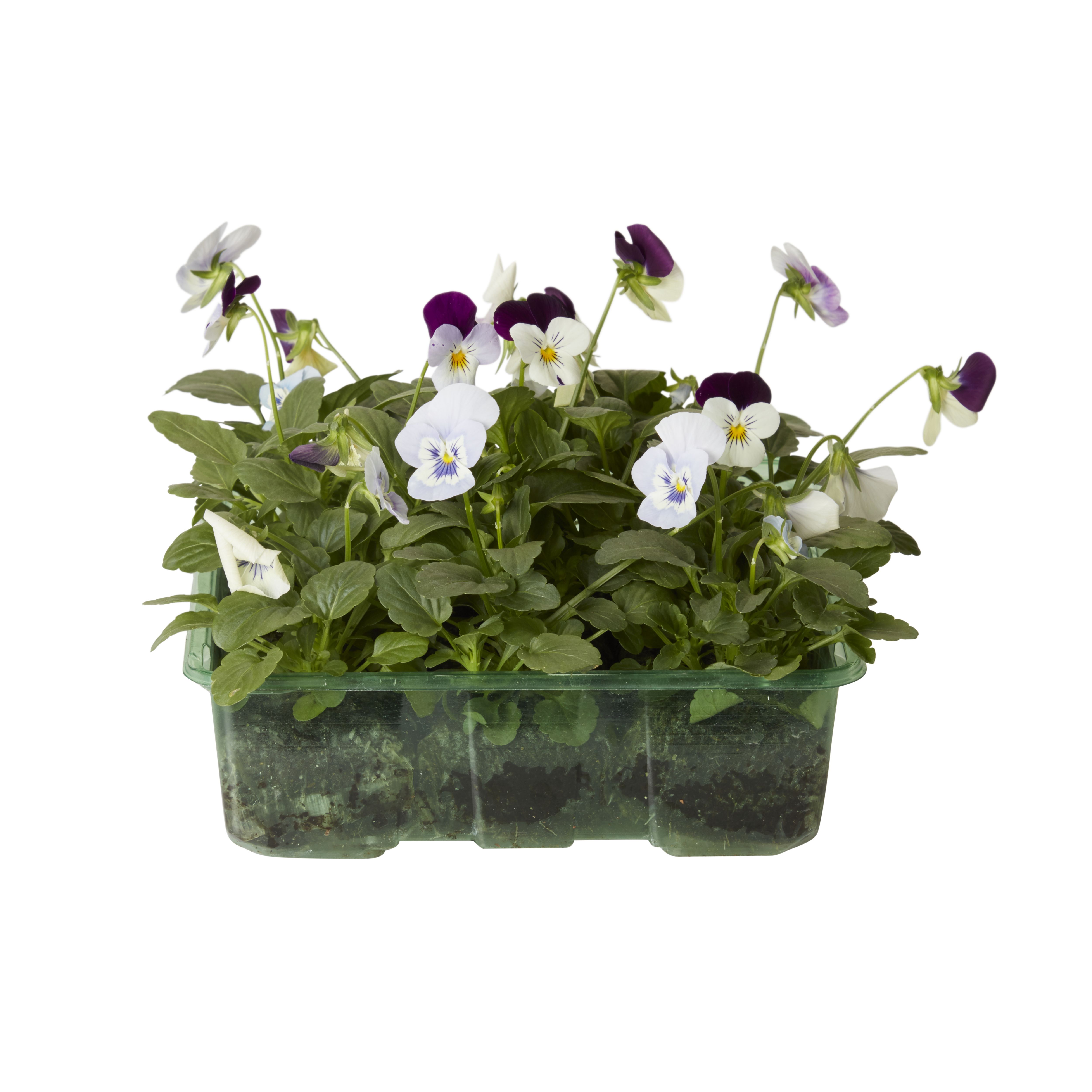 9 cell Dianthus, pansy & viola Autumn Bedding plant, Pack of 4