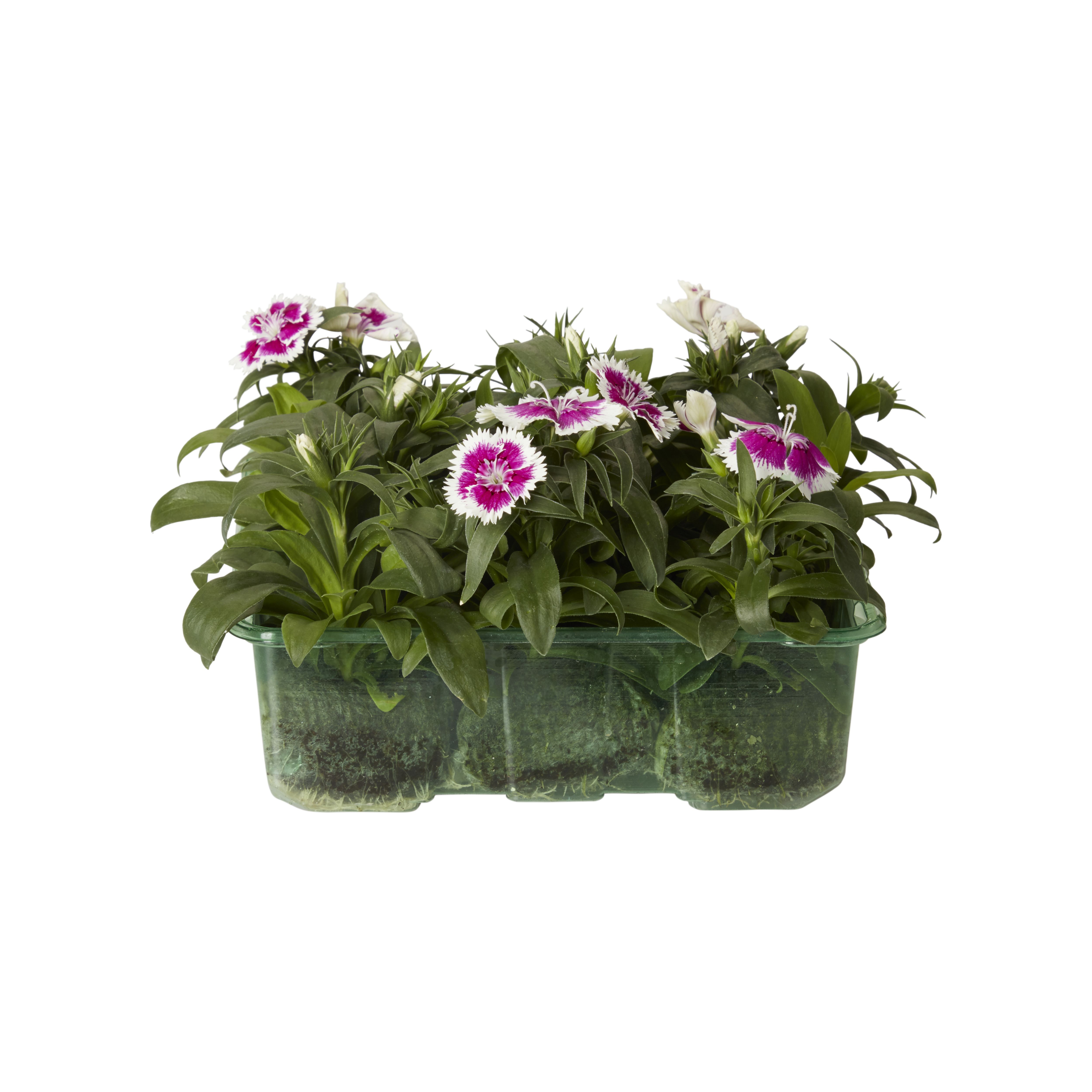 9 cell Dianthus, pansy & viola Autumn Bedding plant, Pack of 4