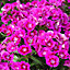 9 cell Dianthus Sweet William mixed Autumn Bedding plant, Pack of 4