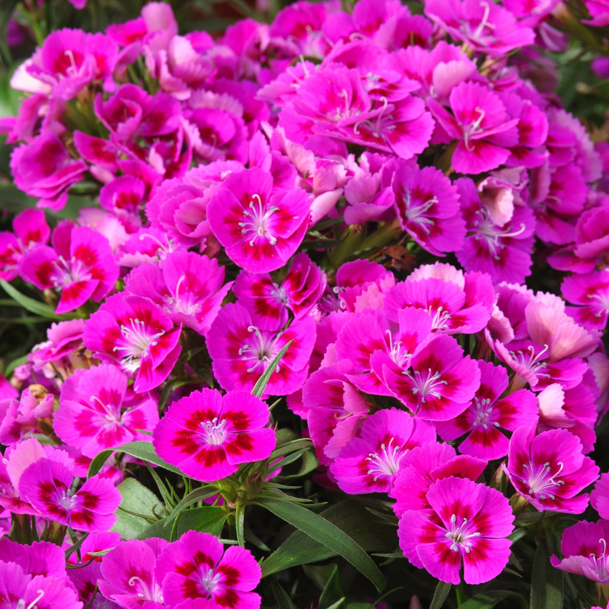 9 cell Dianthus Sweet William mixed Autumn Bedding plant, Pack of 4