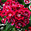 9 cell Dianthus Sweet William mixed Autumn Bedding plant, Pack of 4